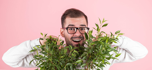 Horizontal shot of a happy caucasian man touching leaves, wearing a white sweater, glasses, looking at the camera, loves to grow houseplants, isolated on a pink wall. Botany