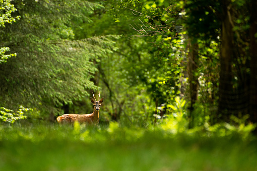 Deer looking at the lens