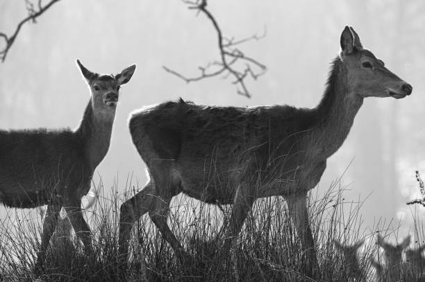 istock Biche and his fawn 1293613725