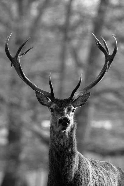 Deer Portrait Deer of the park of St Symphorien des monts in Lower Normandy bugling photos stock pictures, royalty-free photos & images