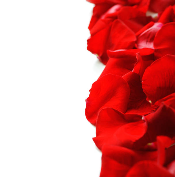 red roses on white background