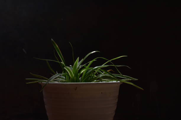 istock Chlorophytum bichetii pictures 1293614006