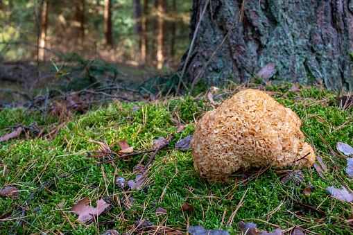 Sparassis crispa is a species of fungus in the genus Sparassis. In English it is sometimes called cauliflower fungus.