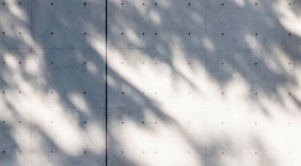 istock Concrete wall with the shadow of a tree 1293615653