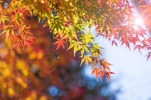 Autumn leaves bathed in the sunlight