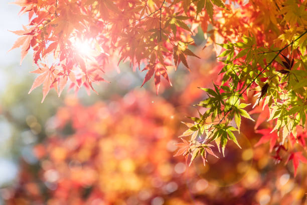 istock Autumn leaves bathed in the sunlight 1293615679