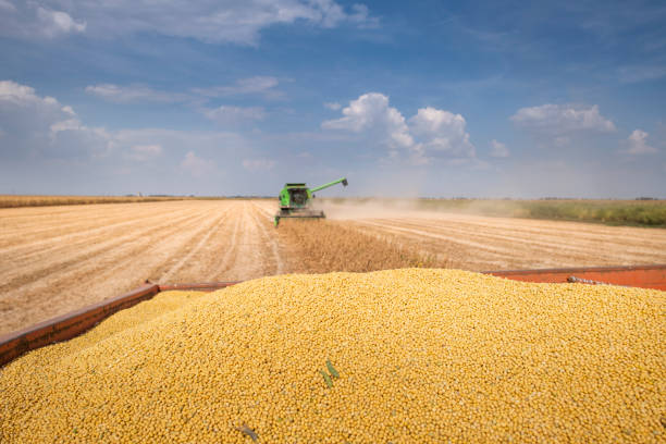 istock A combine harvester working in a wheat field 1293615967