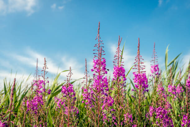 Closeup of budding and flowering purple loosestrife between reed plants at the edge of the water. In the background a bumblebee is approaching the flowers. The photo was taken in springtime.