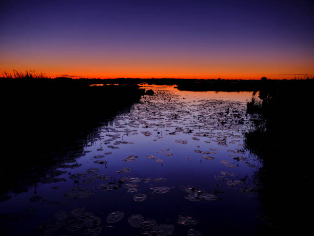 A silent stream with hundreds of floating water lily leaves during a night walk under an orange-blue sky