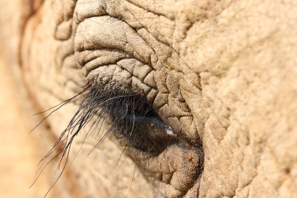 코끼리 눈 변덕 9551 - animal close up elephant animal eye 뉴스 사진 이미지