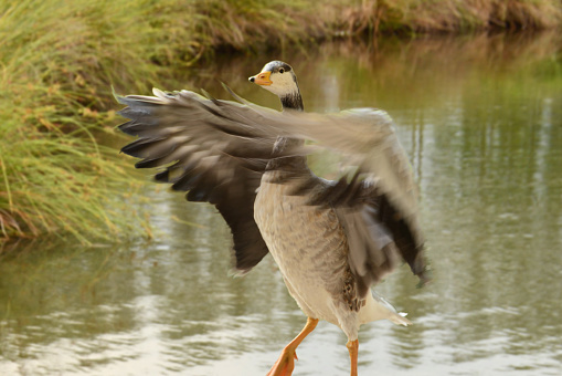 Crossbreed Bean goose/ bar-headed goose. Flapping in a pond.