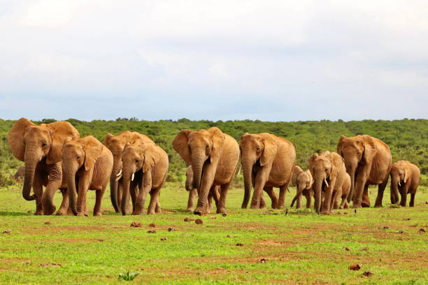 elefanten in addo 9513 - addo south africa southern africa africa stock-fotos und bilder
