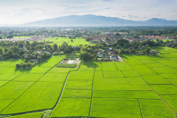istock Aerial view of cultivated land. 1293619919
