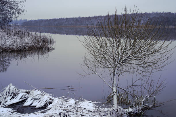 Single tree on riverbank selective focus