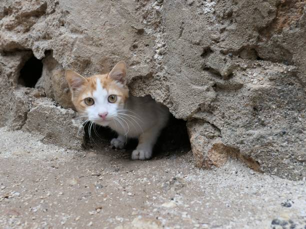 istock Turkey - Antalya - A classic tabby kitten, with space for type 1293621028