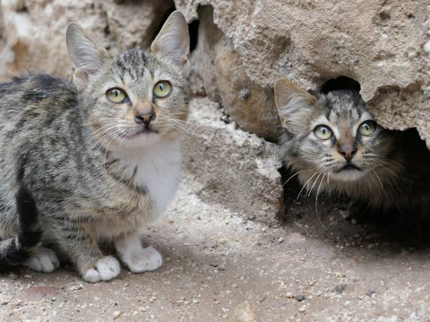 istock Two striped tabby kittens, or mackerel tabbies 1293621030