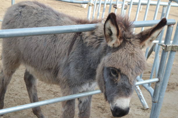 istock Close-up on a donkey head profile in a natural environment in day time 1293621133