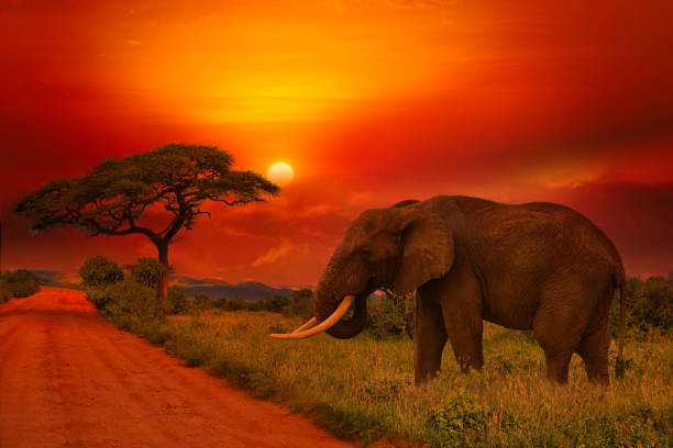 istock Africa Sunrise and sunset with elephants 1293621467
