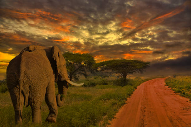 istock Africa Sunrise and sunset with elephants 1293621530