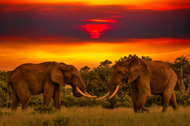 istock Africa Sunrise and sunset with elephants 1293622198