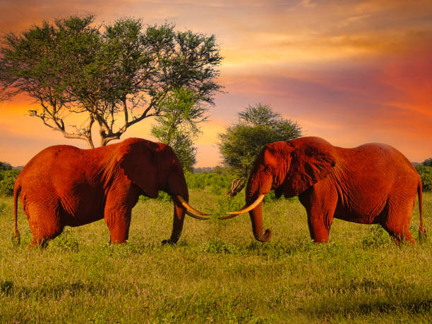 istock Africa Sunrise and sunset with elephants 1293622229