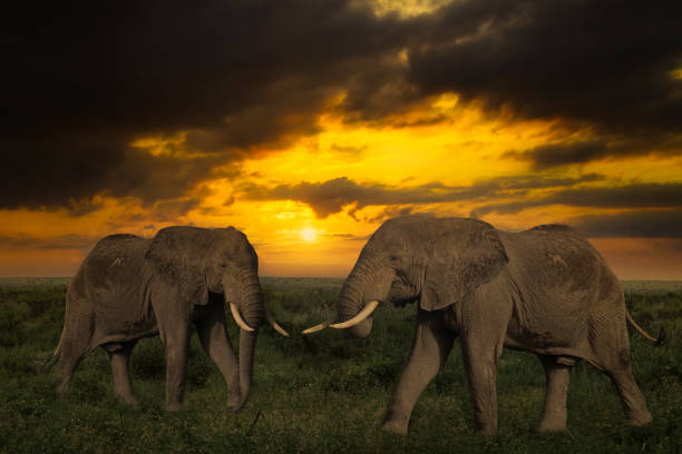 istock Africa Sunrise and sunset with elephants 1293622265