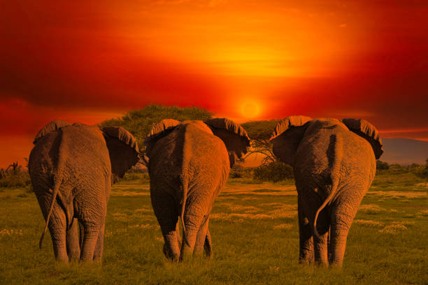 istock Africa Sunrise and sunset with elephants 1293622323