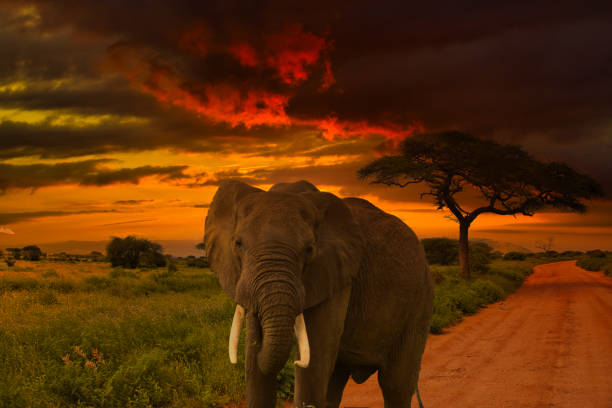 istock Africa Sunrise and sunset with elephants 1293622424