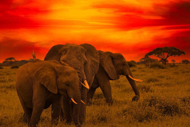 istock Africa Sunrise and sunset with elephants 1293622512