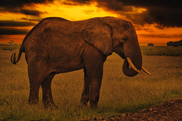 istock Africa Sunrise and sunset with elephants 1293622672