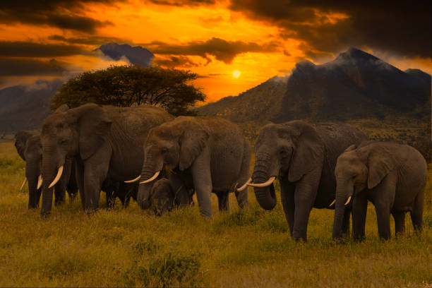 istock Africa Sunrise and sunset with elephants 1293622726