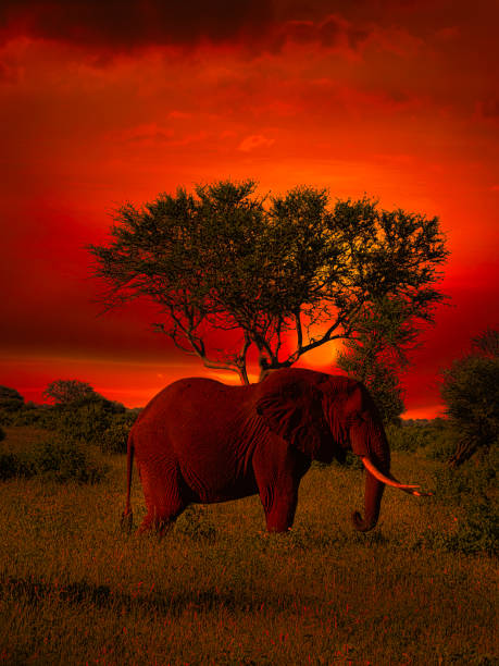 istock Africa Sunrise and sunset with elephants 1293622797