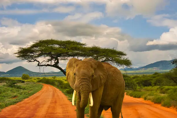 Elephants in Tsavo East and Tsavo West National Park in Kenya