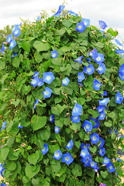 vientos majestuosos azules - ipomoea nil - campánula fotografías e imágenes de stock