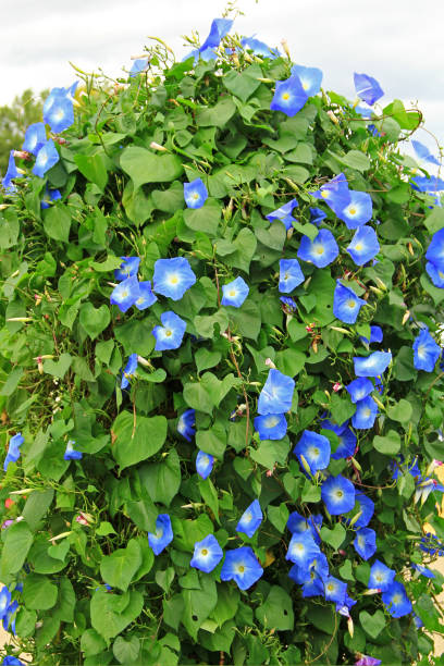 Blue stately winds - Ipomoea nil stock photo