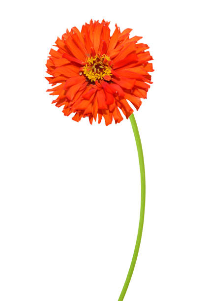 istock A red blooming zinnia daisy branch with clipping path 1293624640