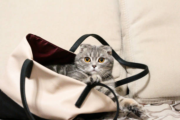 istock Cat sitting in a bag on a light background. 1293624817
