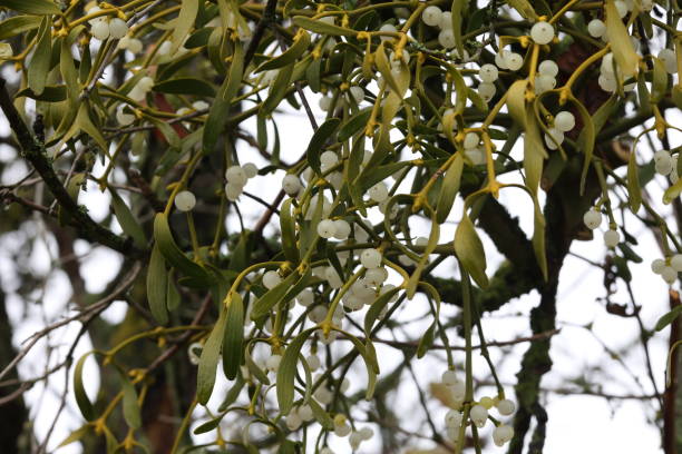 istock White mistletoe plant hanging on the branch in Winter 1293624834