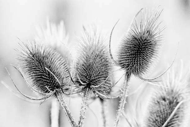 Wild card in black and white.