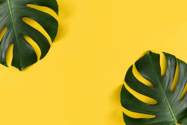 istock Monstera leaves close-up on a yellow background 1293625719