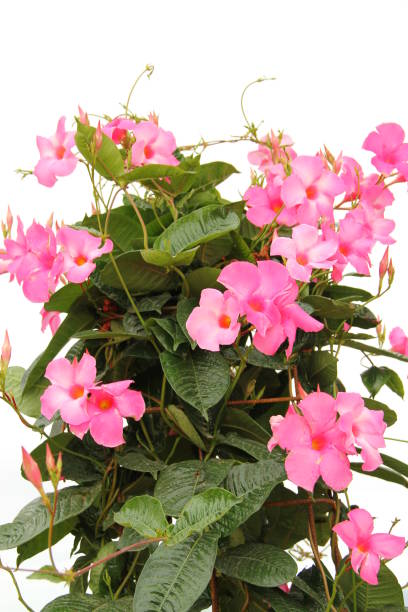 Diplandenia with beautiful pink flowers