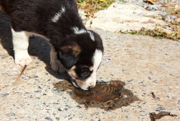 istock A stray puppy drinks water from a puddle. 1293627690