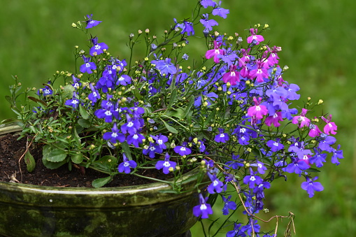 A lush bouquet of the last summer flowers of blue lobelia stands in a pot. Concept: the outgoing summer season.
