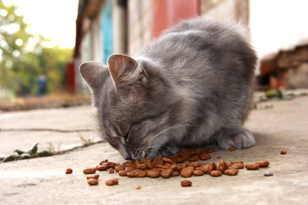 istock Homeless hungry cat eats food. Caring for animals. 1293628613