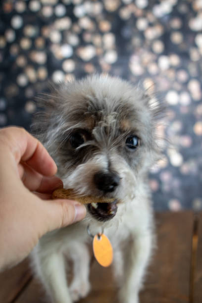 istock Senor dog getting as treat 1293629807
