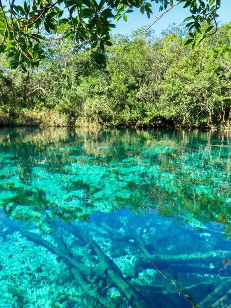 istock The Underwater Cenote Roots 1293631195
