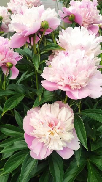 istock Fluffy pink peonies flowers background 1293632403