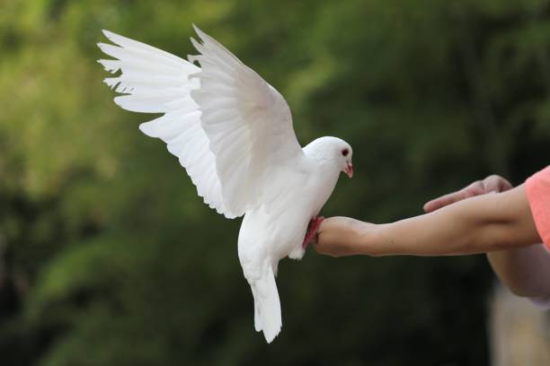 istock A white pigeon spreading its wings on the hand of man 1293634423