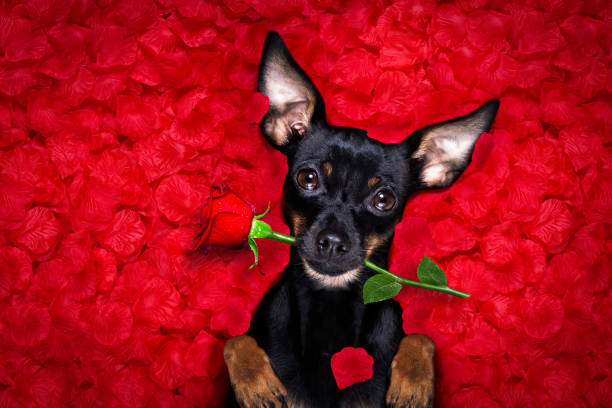 happy valentines dog in bed prague ratter dog in roses petal bed falling in love for valentines day or mothers or father  day and wedding pražský krysařík stock pictures, royalty-free photos & images