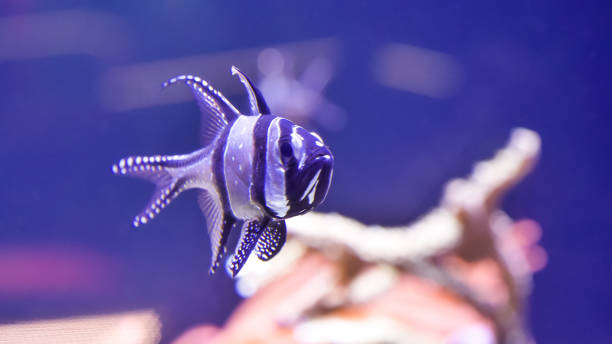 istock Beautiful fish in the aquarium with a blue background 1293634586